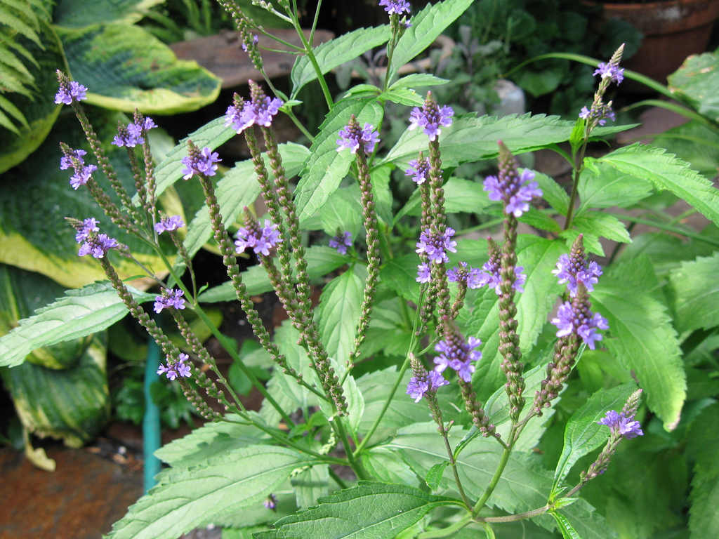 Vervain-Plant